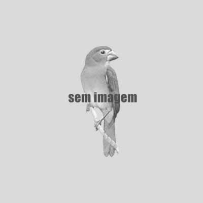 ARMAGEDOM 025