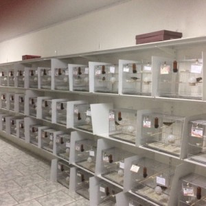 Criatório Prorrogação