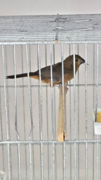 CORBÉLIA 339