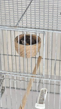 ABU-BEDUINA 148